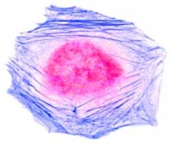 Cell