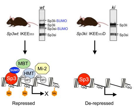 Picture: SP3 SUMO gene