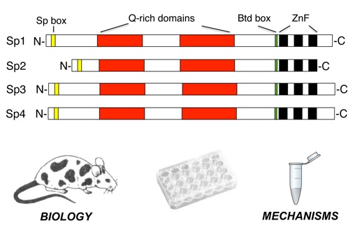 Picture: Sp family of transcription factors